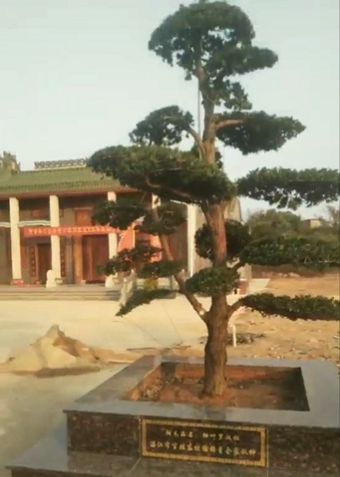 粤桂琼登泰宗祠文化园绿化木认种倡议书